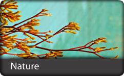 Nature, ZAGGskins Designs Skins covers